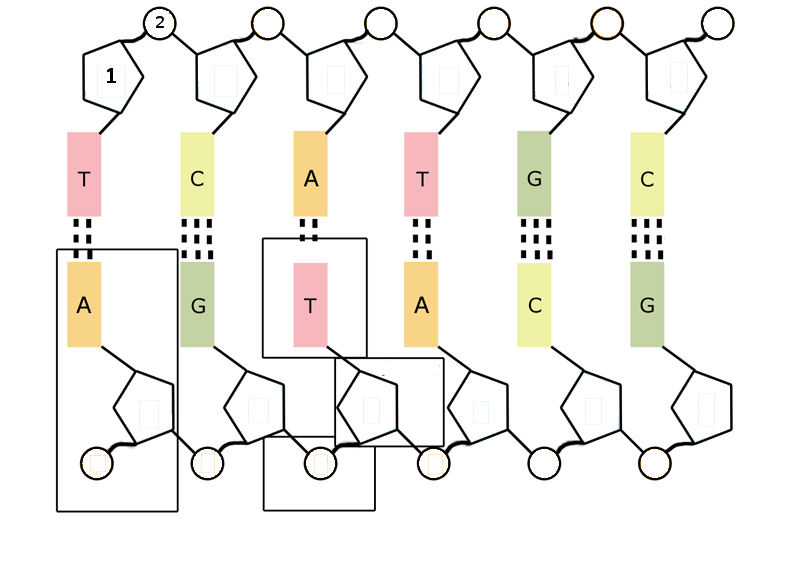 DNA En RNA 2 - Quiz