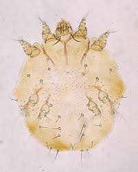 Vectors - Mites, Ticks, Lice and Fleas - Quiz
