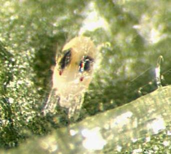 Nytteorganisme Mod Skadedyr / Beneficial Against Pest - Quiz