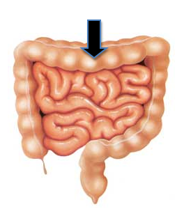 8.3 Absorption & Elimination - Quiz