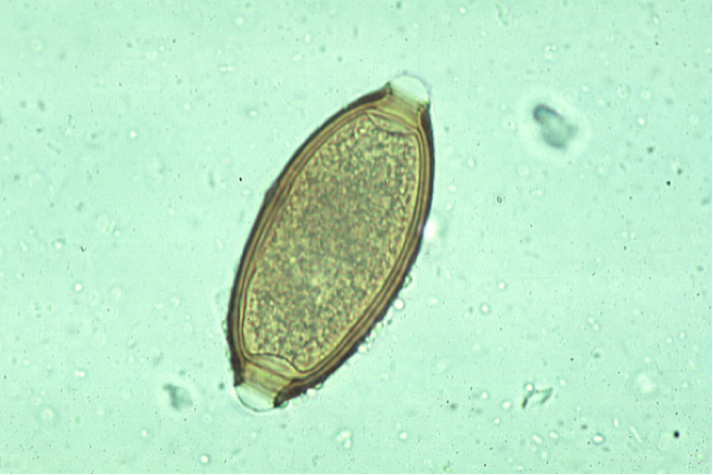 Parasitology Exam 1 Info - Quiz