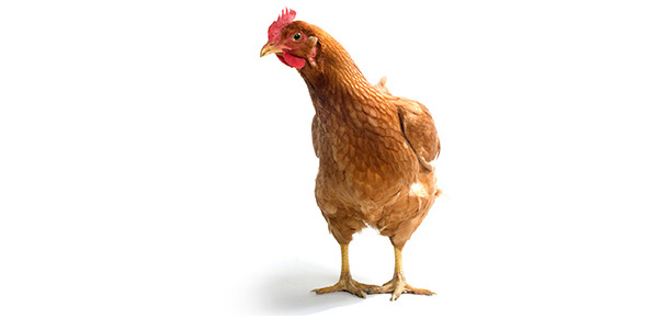 Chicken Quizzes & Trivia