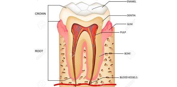 Dental Anatomy Quizzes & Trivia