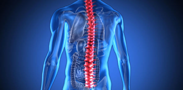 Spine Quizzes & Trivia