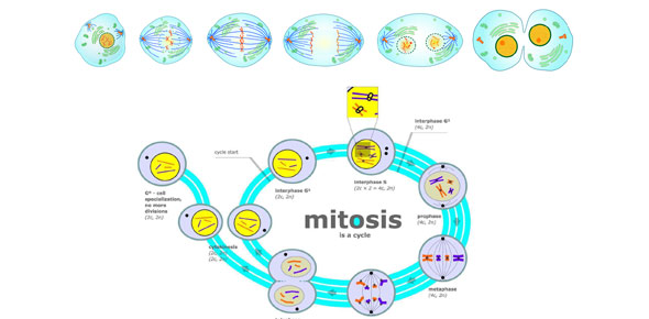 Mitosis And Meiosis Quizzes & Trivia