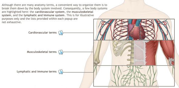 Neck Anatomy Quizzes & Trivia