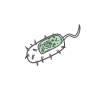 Prokaryotic Cells Quizzes & Trivia