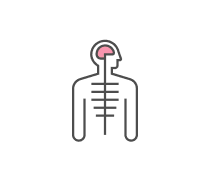 Nervous System Quizzes & Trivia