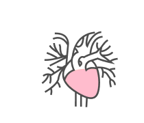 Circulatory System Quizzes & Trivia