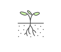 Plant Anatomy Quizzes & Trivia