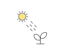 Photosynthesis Quizzes & Trivia
