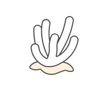 Porifera Quizzes & Trivia