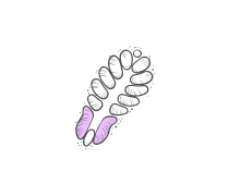 Platyhelminthes Quizzes & Trivia