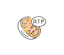 Cellular Respiration Quizzes & Trivia