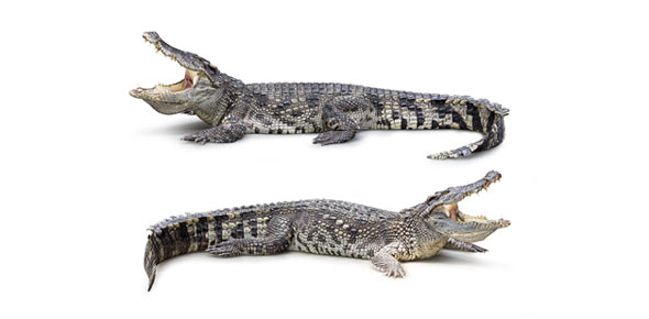 Crocodiles Are Interesting
