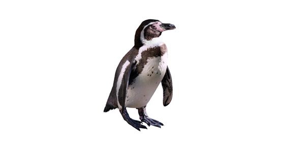 Miller Penguin Chick