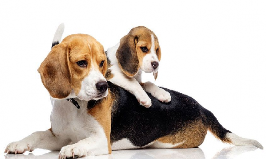 what type of dog should i get quiz