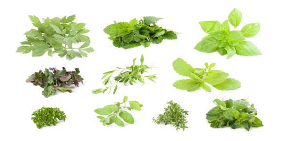 Top Herb Quizzes, Trivia, Questions & Answers - ProProfs Quizzes