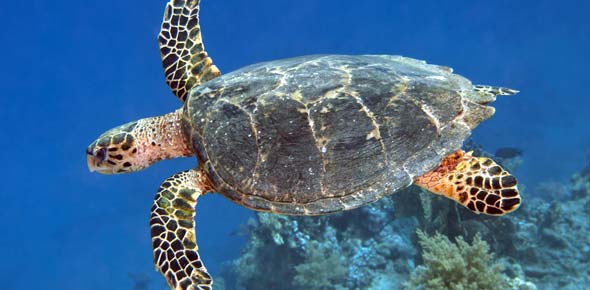 Sea Turtles (test Quiz)