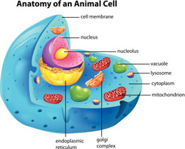 Cells - The Basics - Quiz
