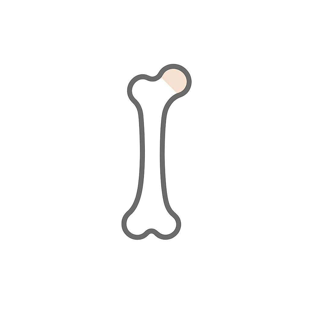 Femur Anatomy Lower Limb Insights Study Guide - Read & Understand