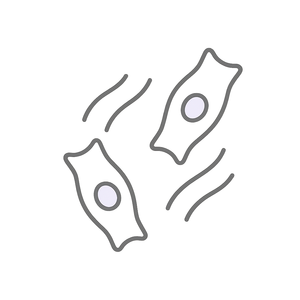 How To Study Food Science Notes Connective Tissue Cells and Components Overview Study Guide - Read ...