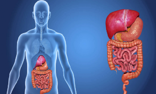digestive system essay digestive system essay