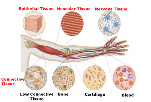 tissue types