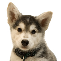 should i get a puppy popular quizzes proprofs should i get a puppy popular quizzes proprofs