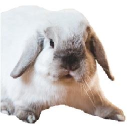 How much do you know about Partnership Council?