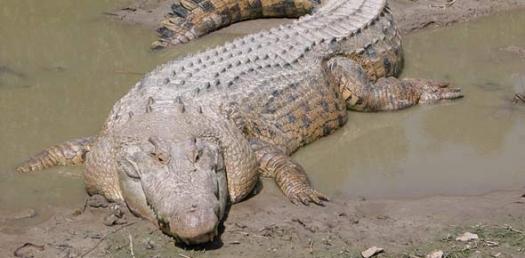 Crocodile Tears By Horowitz