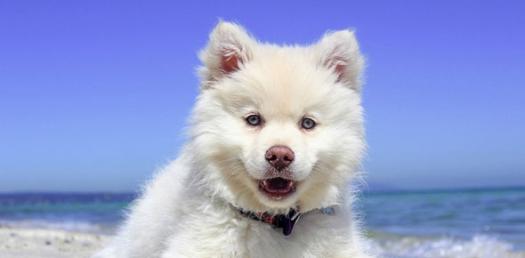 survivor dog name and type proprofs quiz