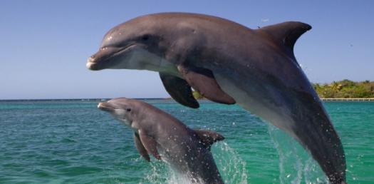 mermaid dolphin whale