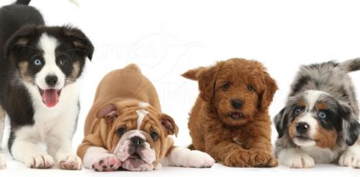 find out what kind of dog i have