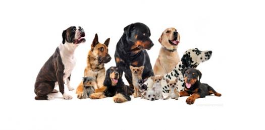 what type of dog should i get quiz