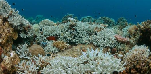 The Awareness Quiz On Coral Bleaching