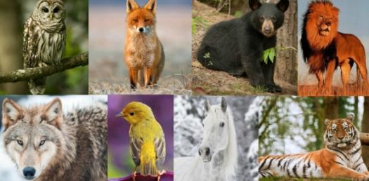 What Is Your Favourite Animal?