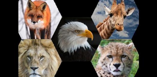What Is Your Favorite Animal