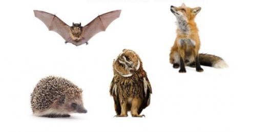Nocturnal Animals Quiz