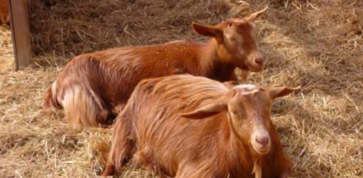 Golden Guernsey Quiz