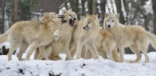 Wolf personalities