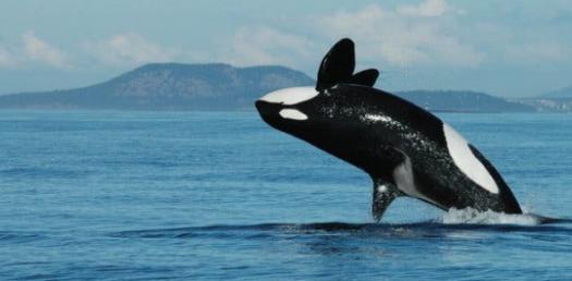 How Much Do You Actually Know About Killer Whales?