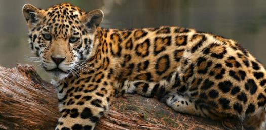The Vegeterian Leopard