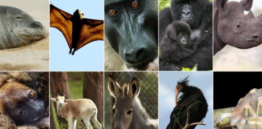 How Well Do You Know About Endangered Insects? Trivia Quiz