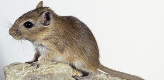 Gerbil Quiz