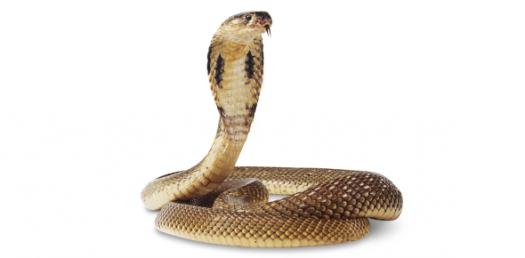 COBRA Knowledge Quiz