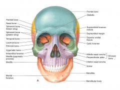 Top Skeletal System Quizzes, Trivia, Questions & Answers - ProProfs Quizzes