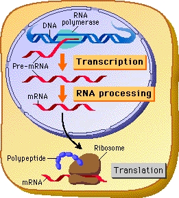 dna transcription and translation