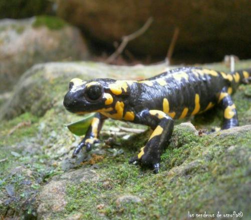 What Do You Know About The Luristan Newt (Aka Kaiser&rsquo;s Spotted Newt