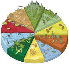Ecosystem Vocab Practice